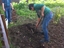 Trabalhos na horta desenvolvidos pelos alunos NEE - cultura de batatas.